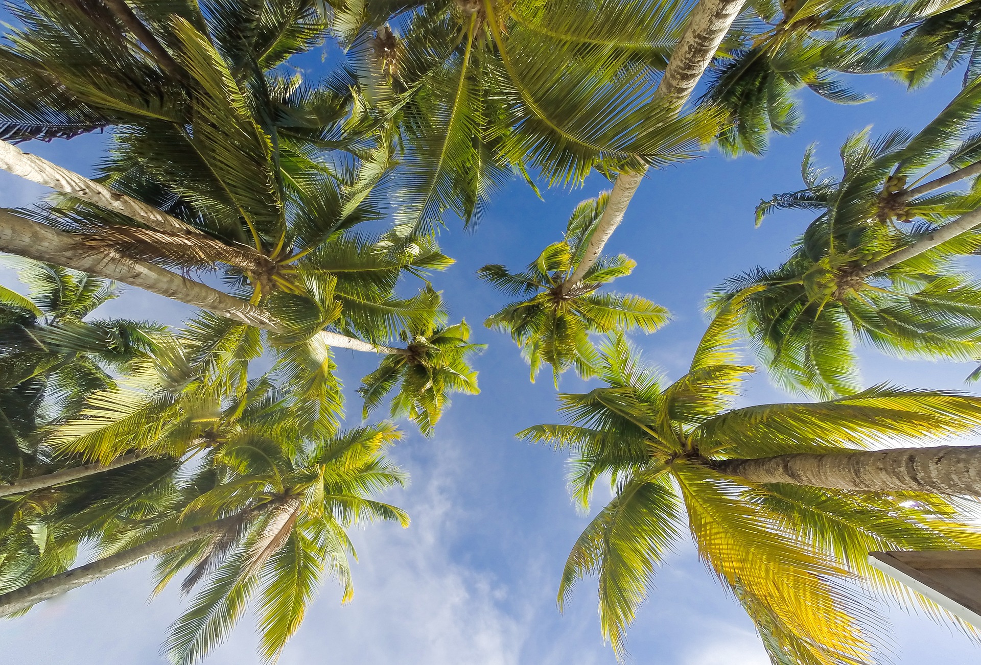 Tall coconut palms at Vanuatu