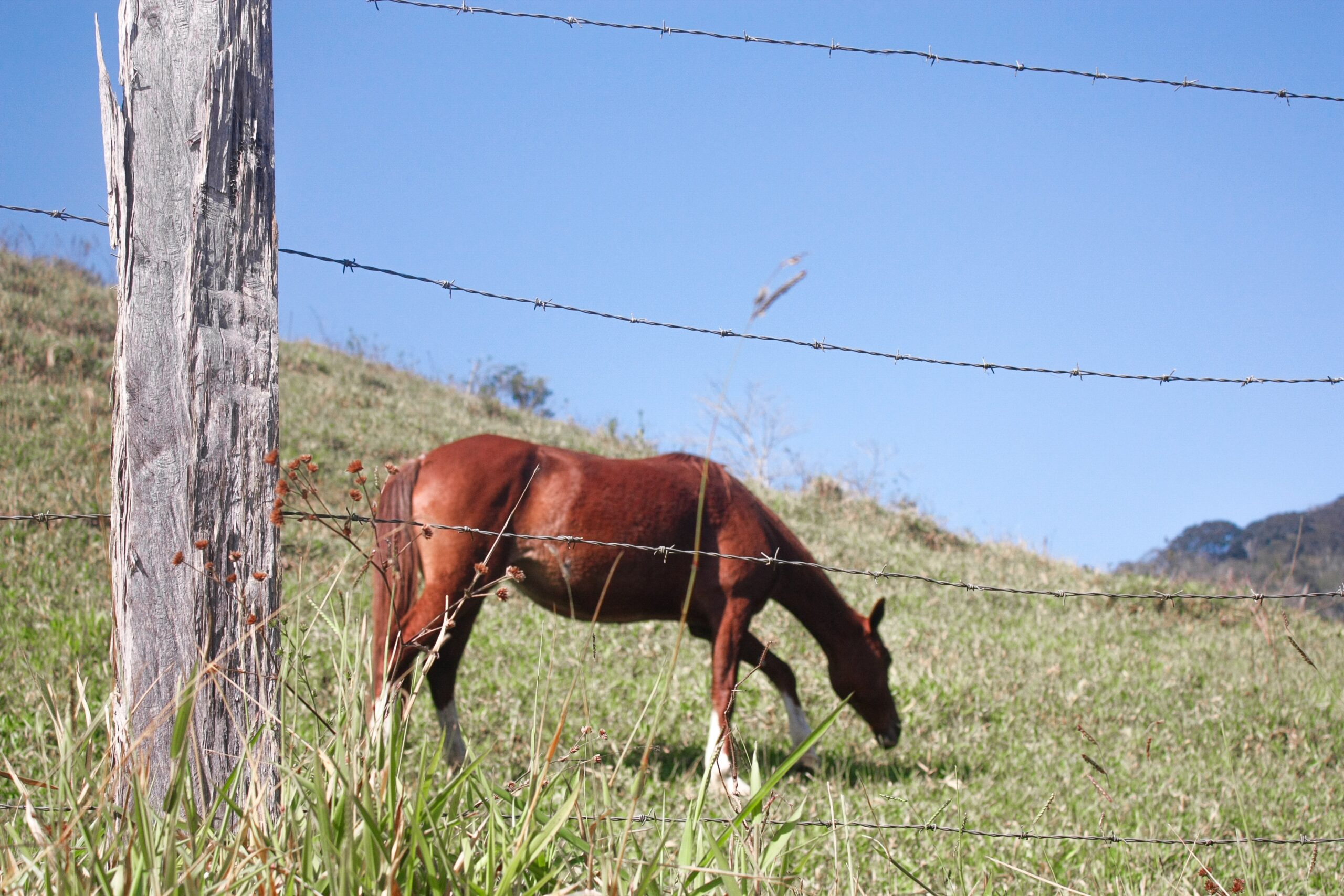 Santo Horse