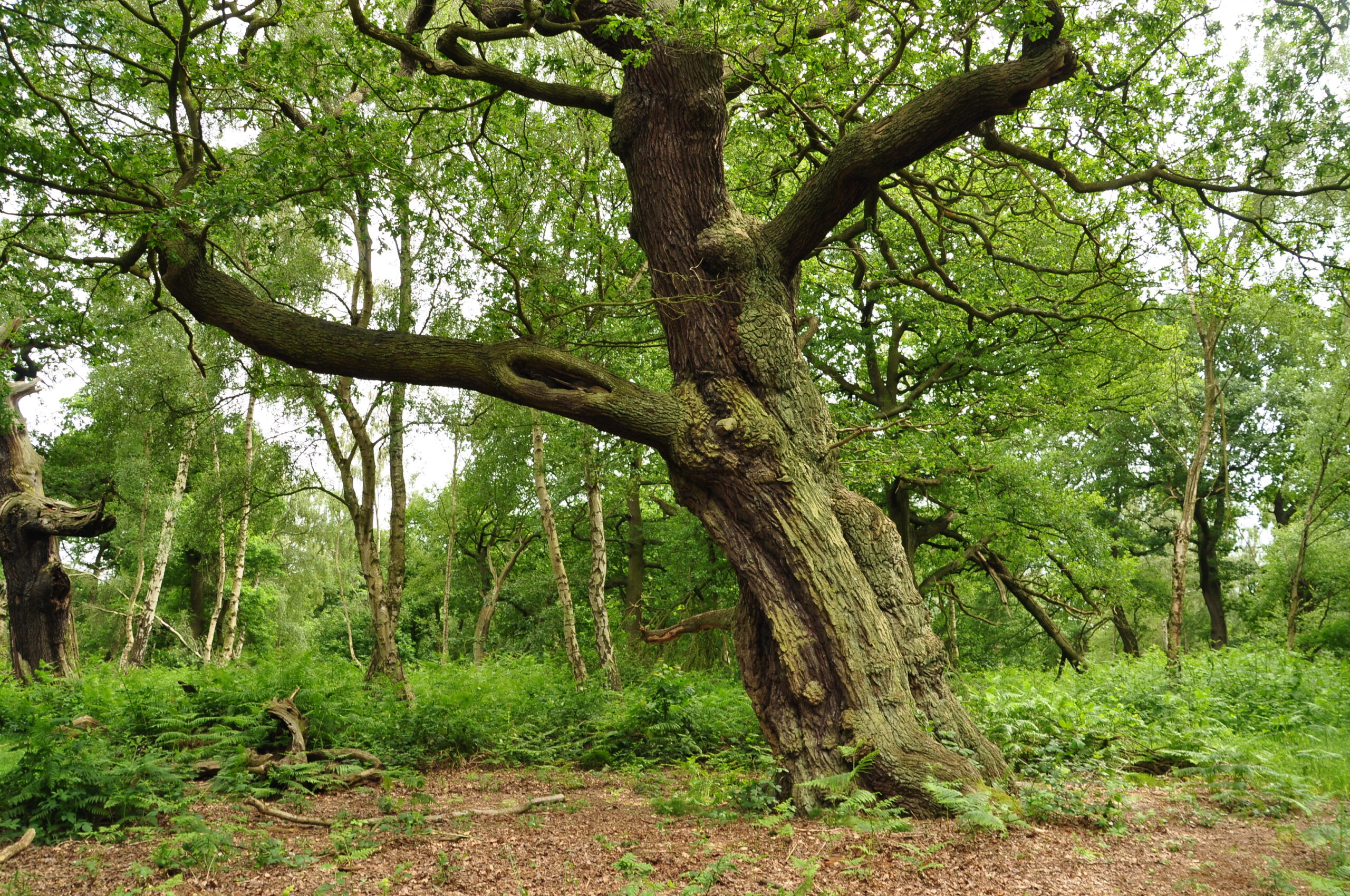 Sherwood Forest in England