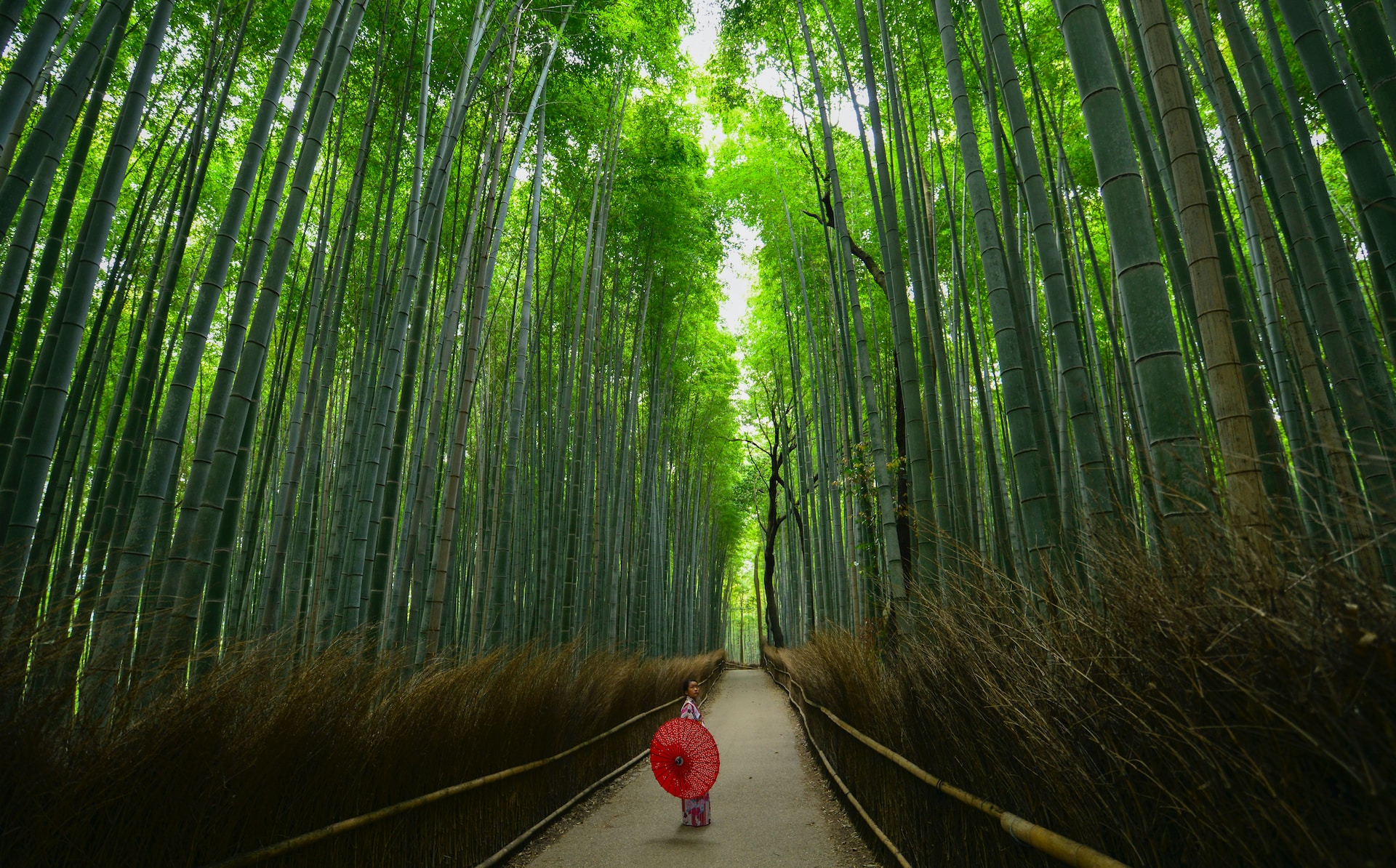 Arashiyama Bamboo Forest in Japan