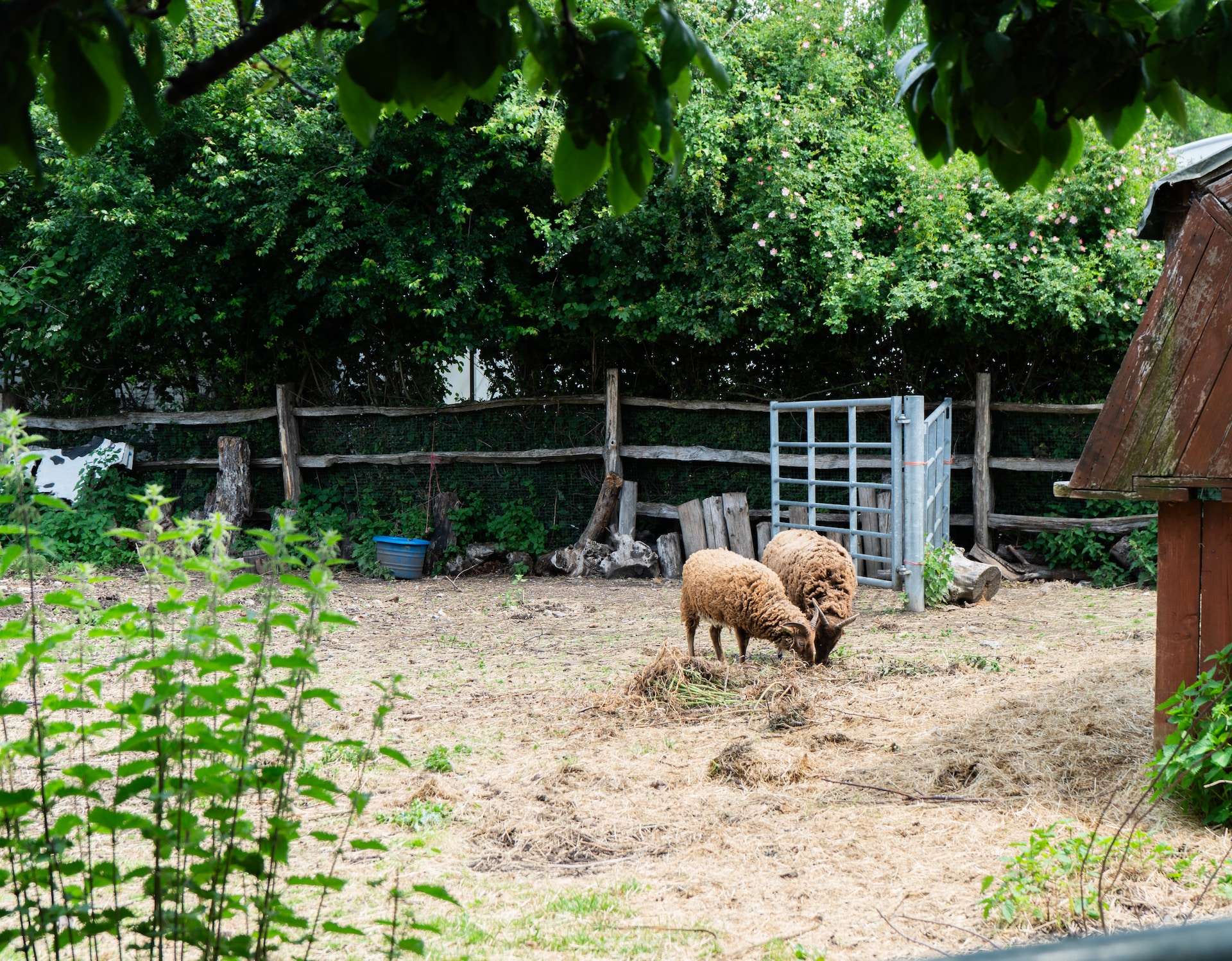 Spitalfields City farm