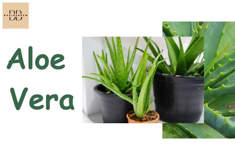 Aloe Vera Plants