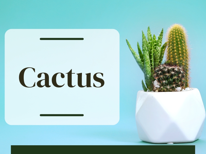 Cactus