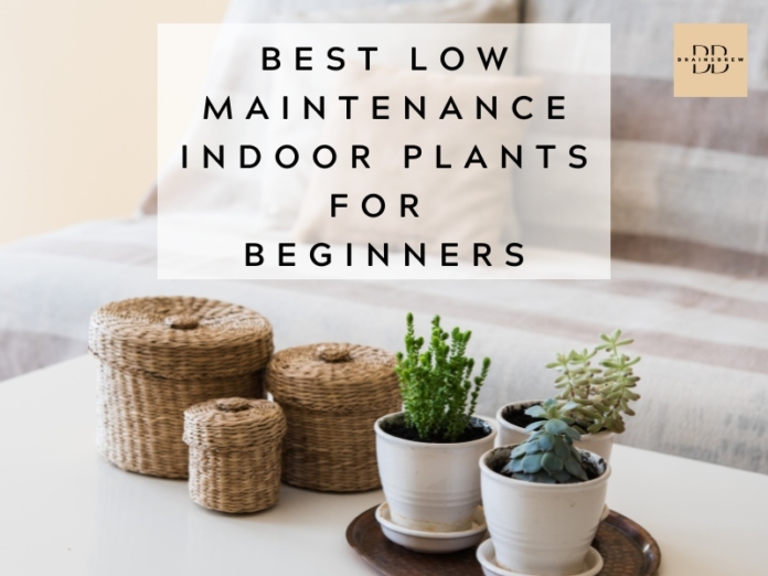 Indoor Plants For Beginners