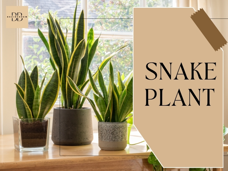 Snake Plant