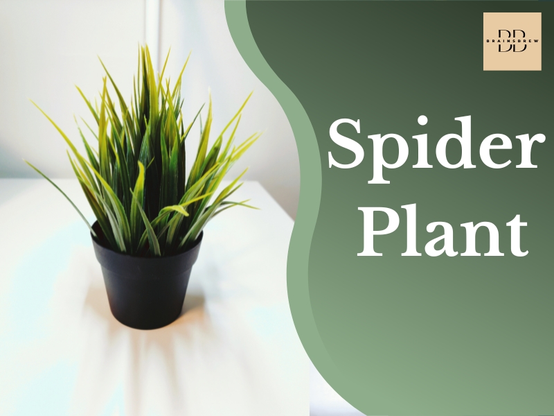 Spider Plant