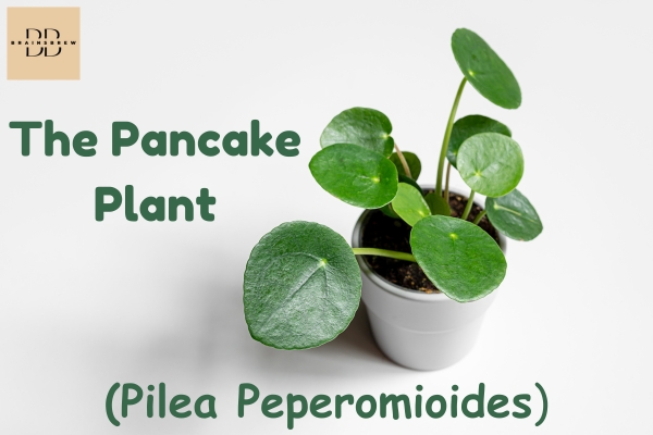 The Pancake Plant