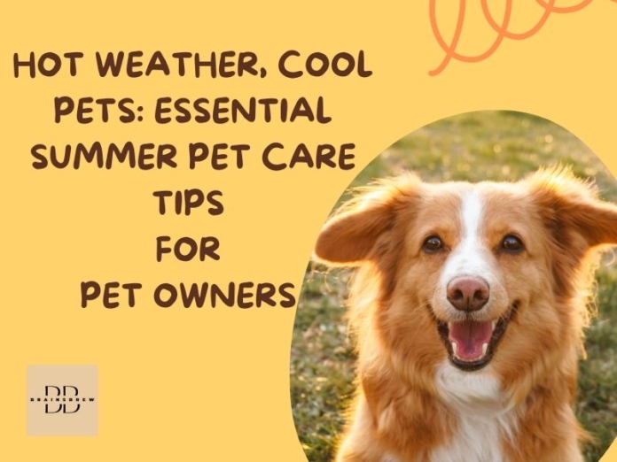 Summer Pet Care Tips for Pet Owners