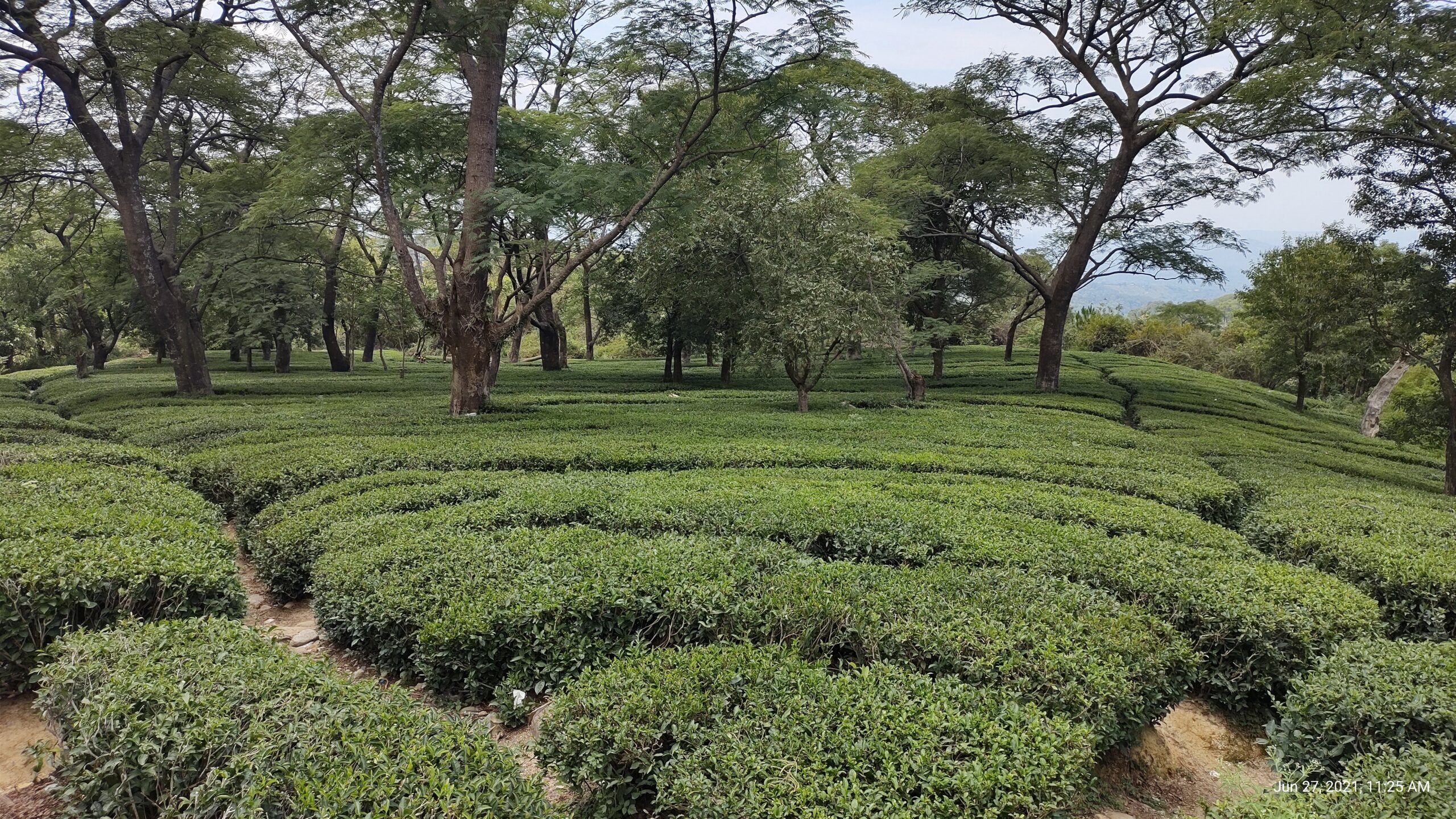 Kangra Tea Garden