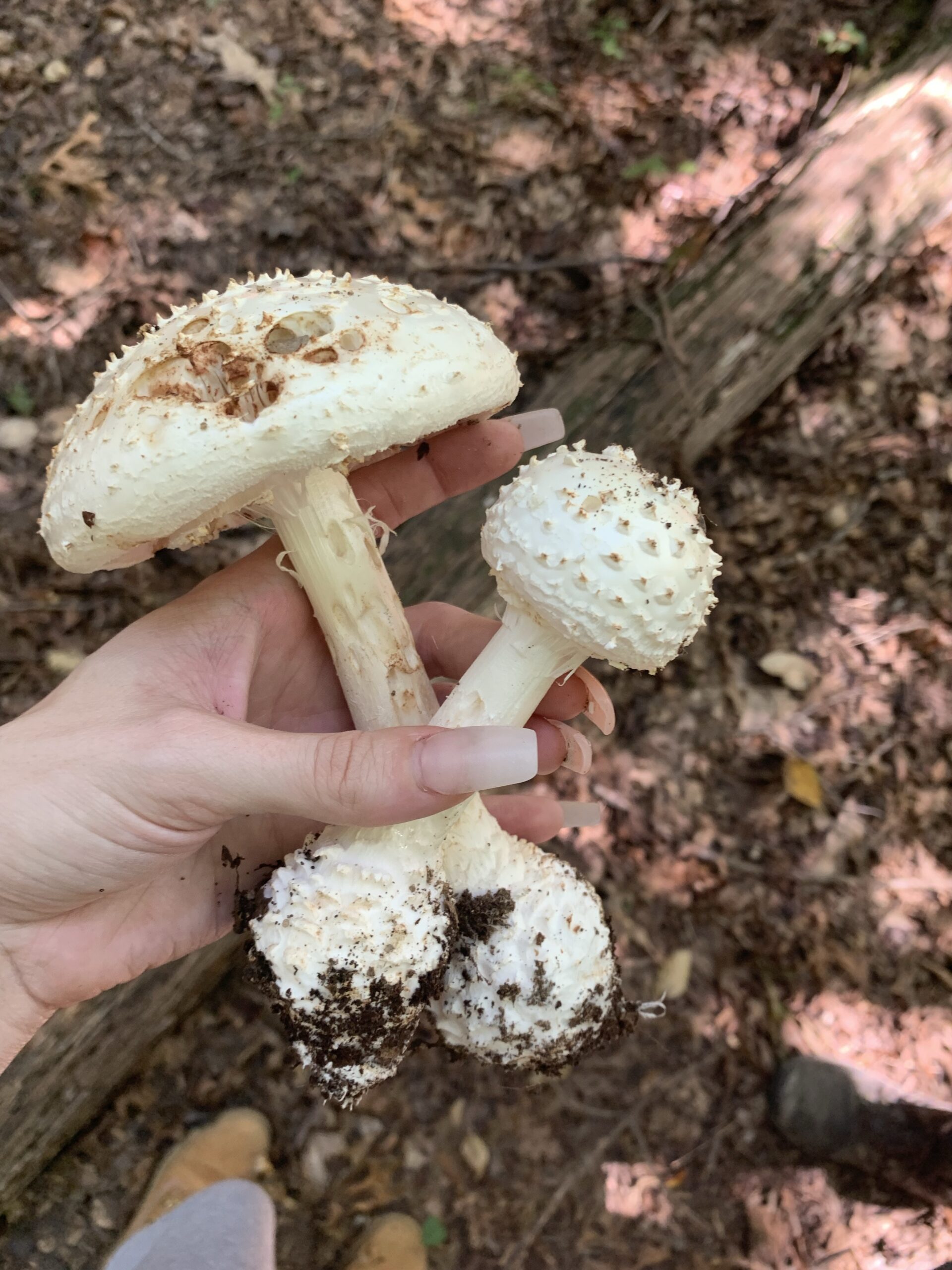 Fall Foraging