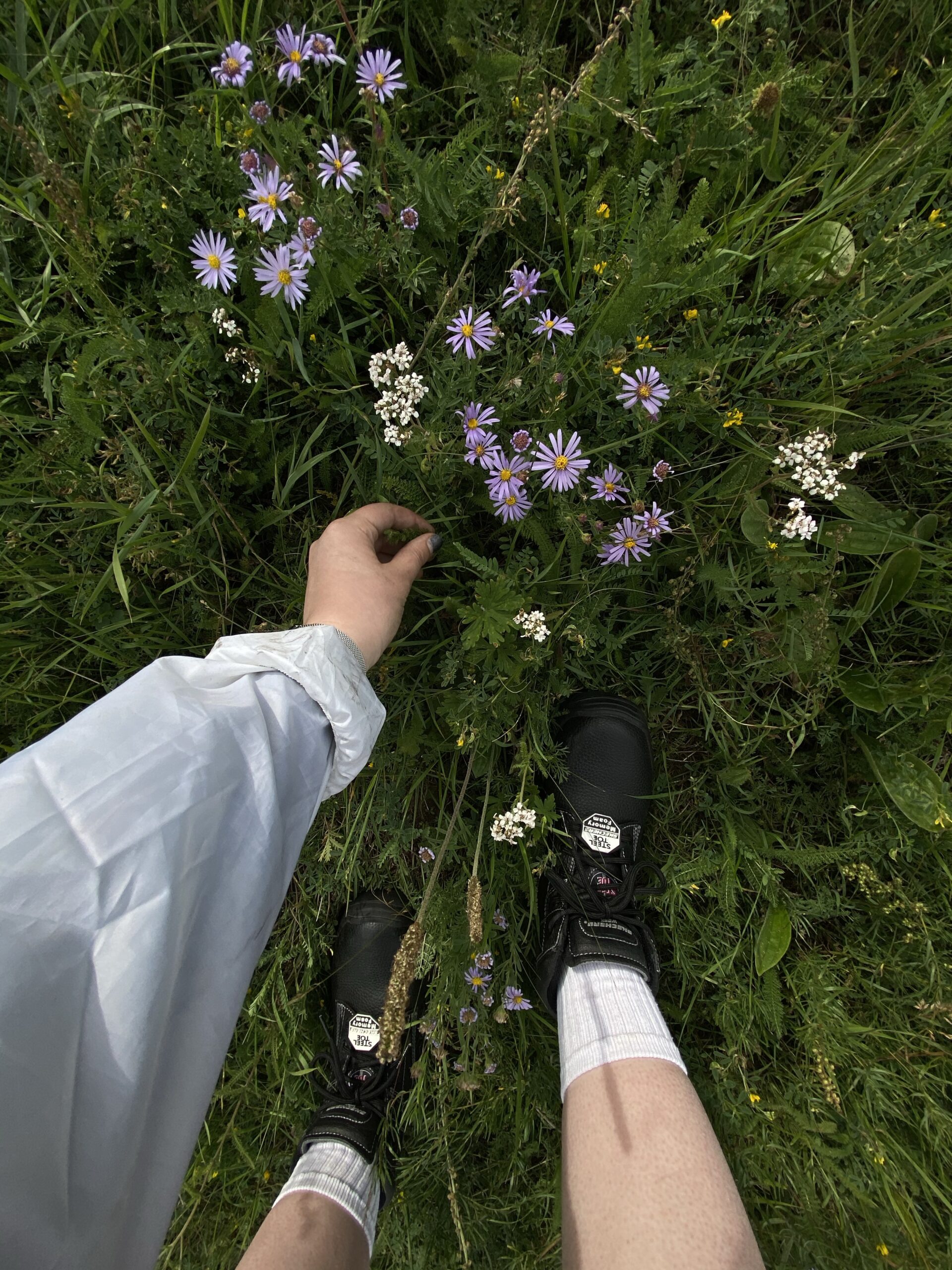 Wildflower Gardening